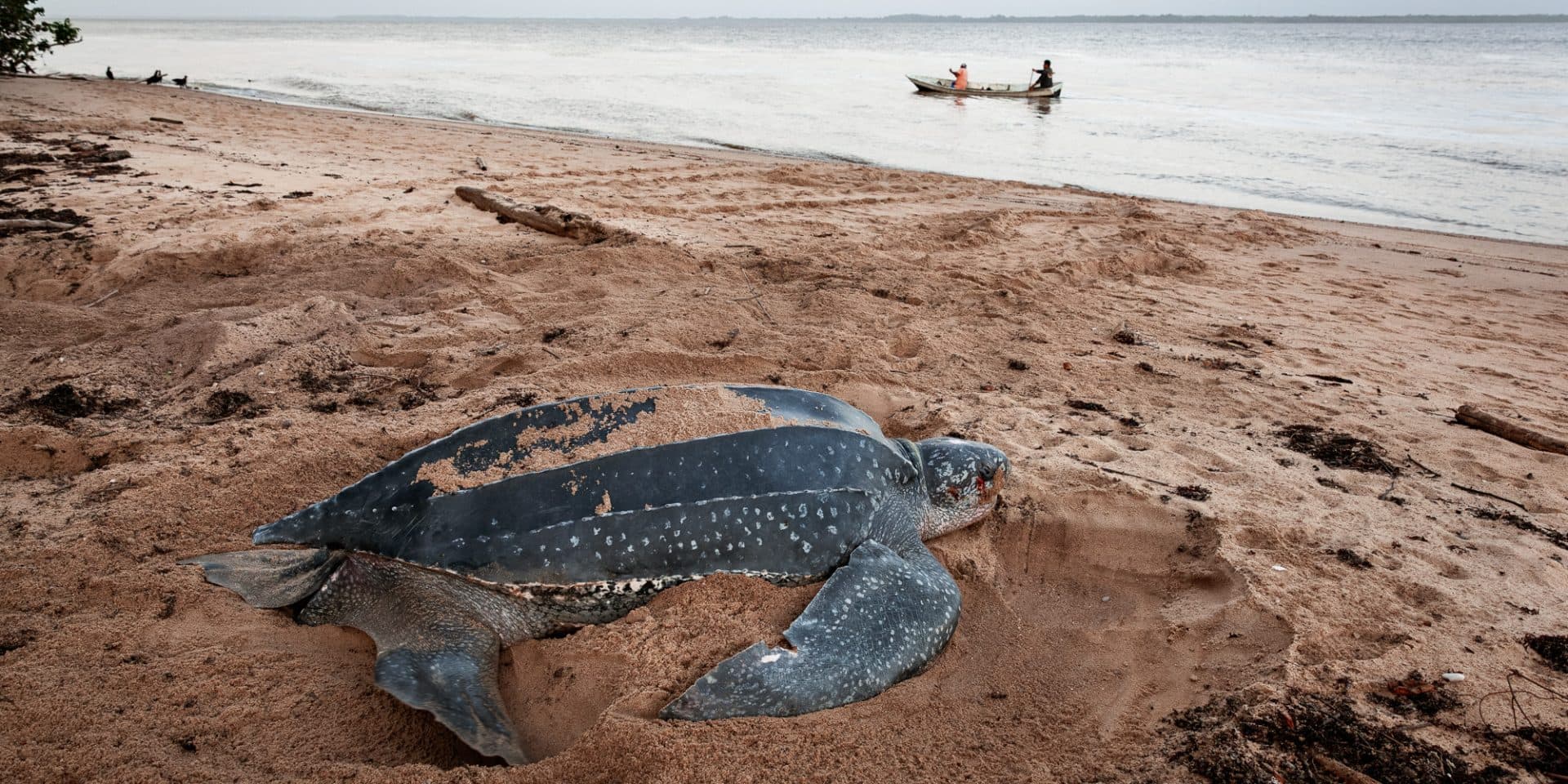 Tortue Luth